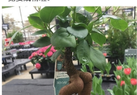 女生种什么植物好