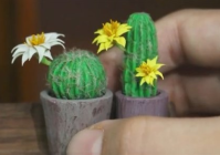 适合女生种的花草