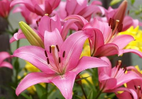 母亲节礼物测评评语