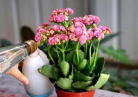 适合女生种的植物