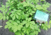 国产小众好物种草药