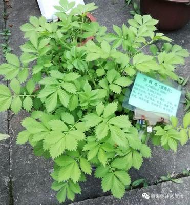 国产小众好物种草药