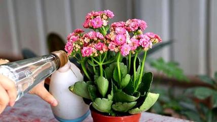 适合女生种的植物