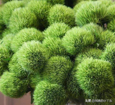 适合女性的植物