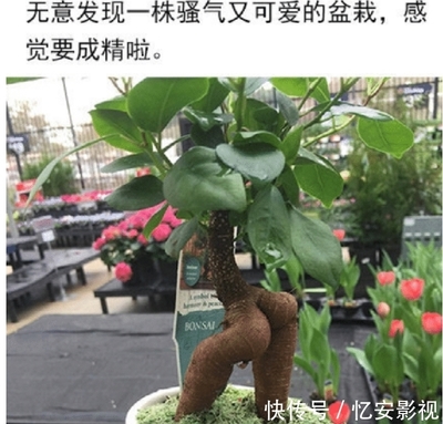 女生种什么植物好